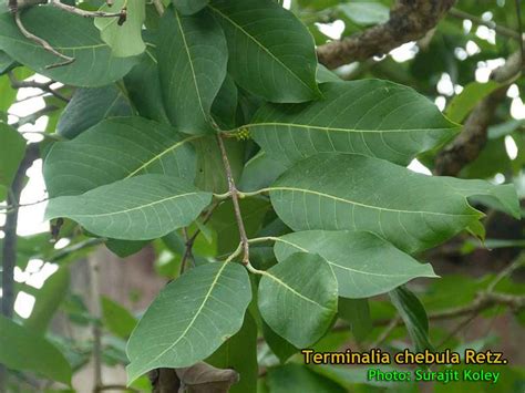 Medicinal Plants: Terminalia chebula