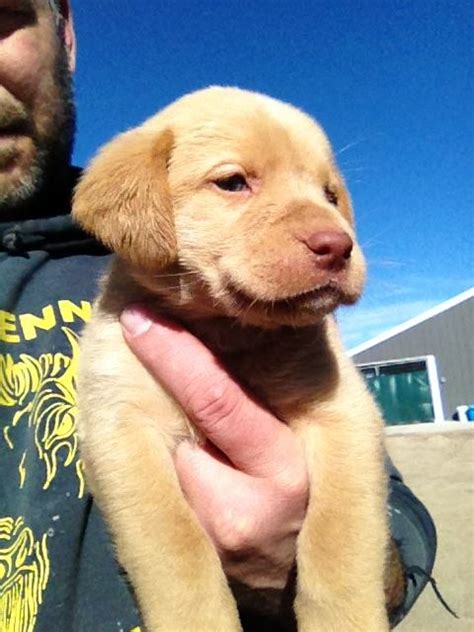 Champagne Labrador Retriever