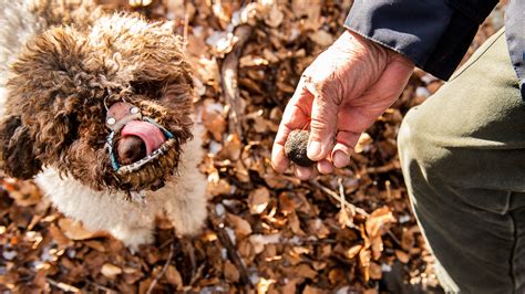 dogs hunting