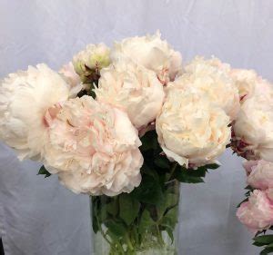 Class Act Peony Roots | Groot & Groot