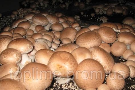 Грибная коробка Королевского Коричневого шампиньона Готовый набор для ...