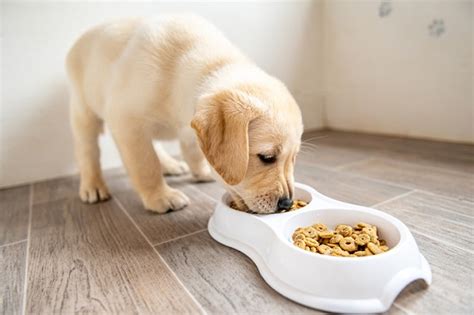 O Que Dar Para Cachorro Filhote Comer