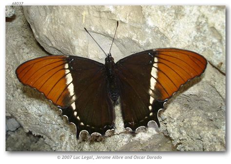 siproeta  epaphus  adults page