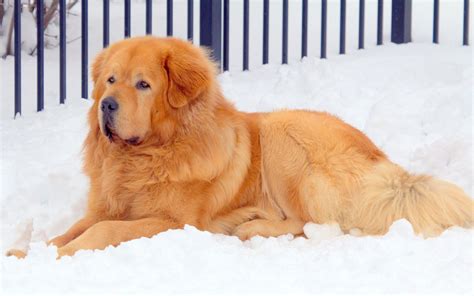 white tibetan mastiff puppies  sale