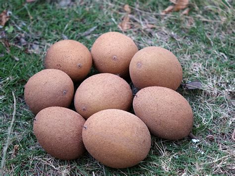 Kalender Musim Buah di Indonesia dalam Setahun, Menakjubkan! - Lim ...