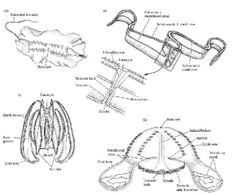 General anatomy of some of the major groups of described ctenophores ...