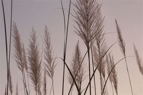 Grayscale Photo of Feather on Grass · Free Stock Photo