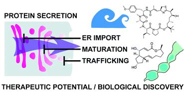 natural products  modulators  eukaryotic protein secretion