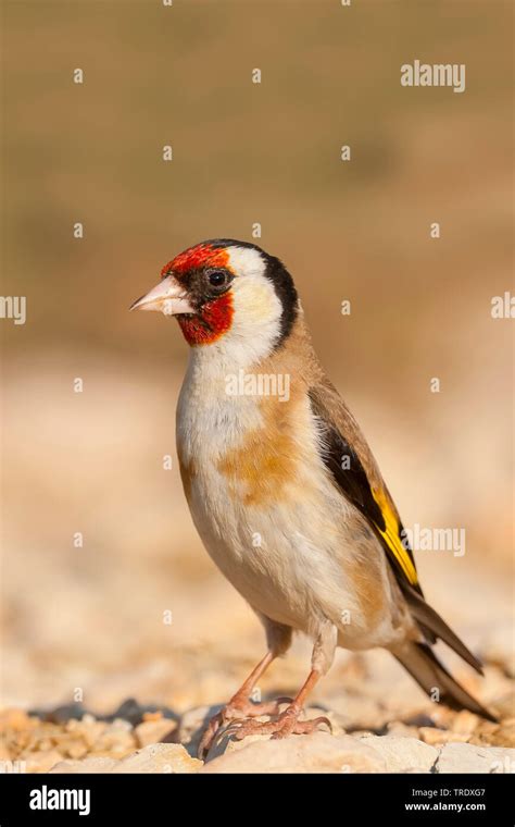 Stieglitz weiblich -Fotos und -Bildmaterial in hoher Auflösung – Alamy