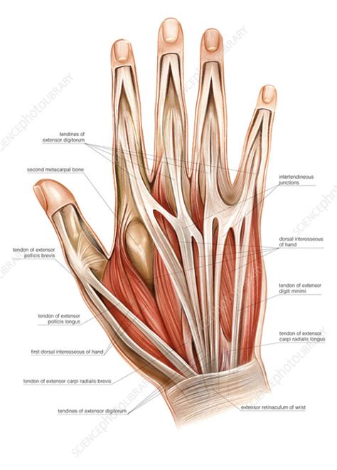 muscles   hand anatomy diagram hand diagram anatomy hands