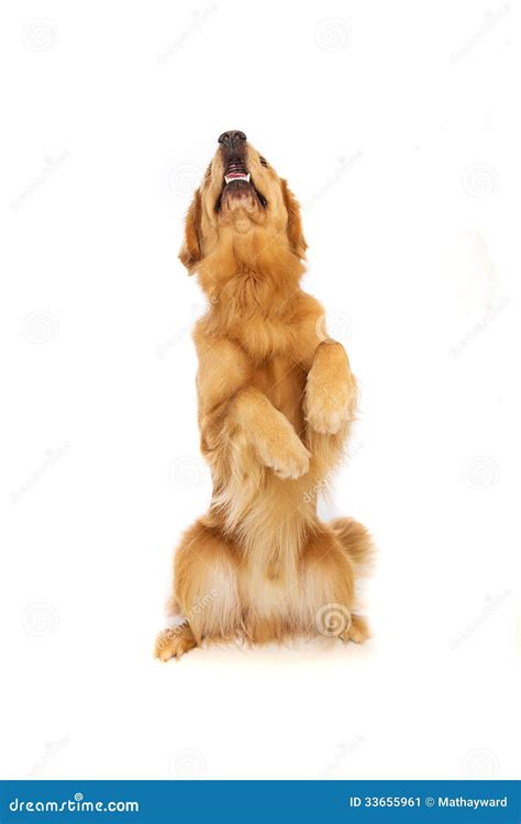 golden retriever dog sitting  stock image image  retriever happy