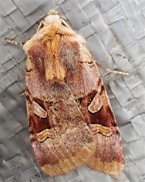 Xestia oblata (Rosy Dart Moth) – 10,000 Things of the Pacific Northwest