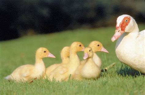 Animales: Domesticos