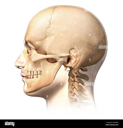 male human head  skull  ghost effect side view anatomy image