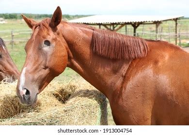 468 Blind Horse Images, Stock Photos & Vectors | Shutterstock