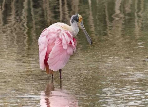 South Padre Island Birding and Nature Center, USA