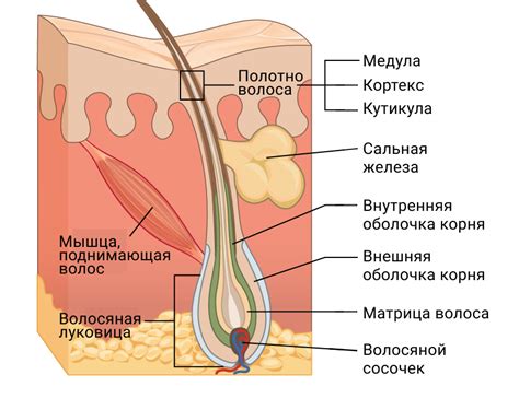 Строение волоса Keratin Club