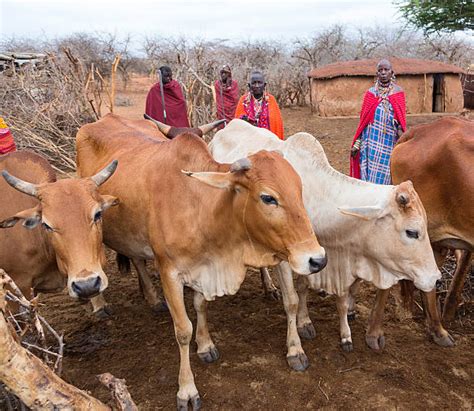 570+ Maasai Cattle Stock Photos, Pictures & Royalty-Free Images - iStock