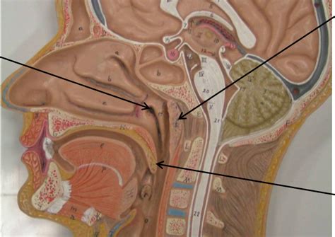 Nasopharynx Diagram | Quizlet