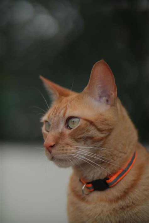 191.460+ Fotos y Imágenes de Animales tiernos Gratis · Banco de Fotos ...