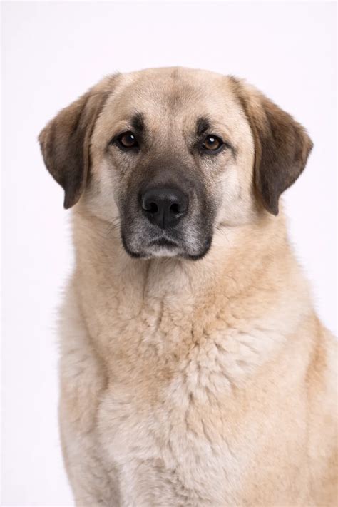 anatolian shepherd breed guide temperament care breedfinder