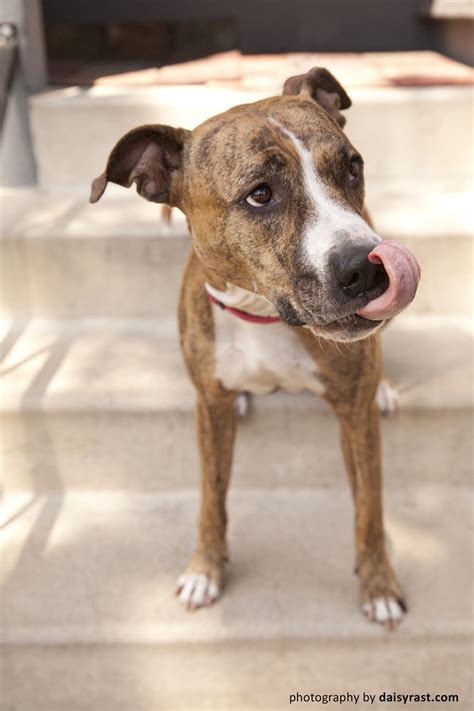 Greyhound Pitbull Mix Puppies - Stom