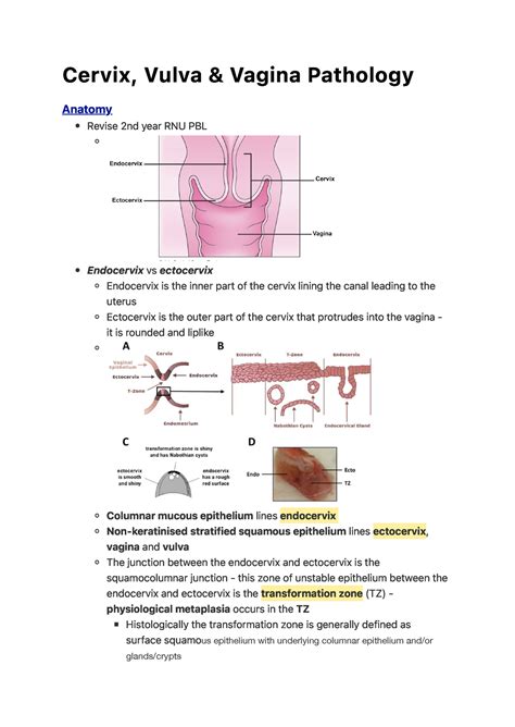 Cervix, Vulva and Vagina Pathology - C e r v i x , Vu l va & Va g i n a ...