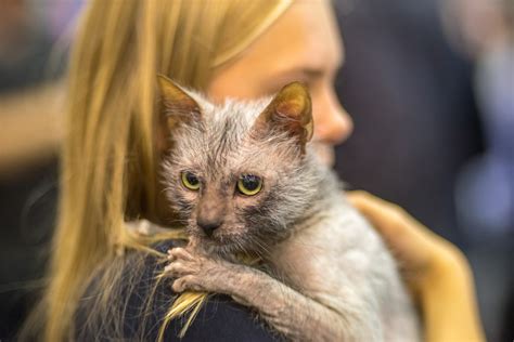 how much does it cost to surrender a cat