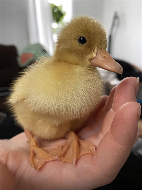 Duckling
