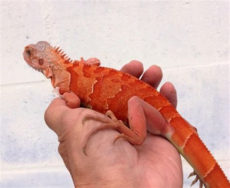 32++ Iguana red info