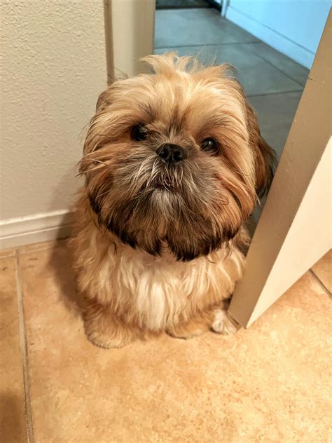 Chicken gets locked out of their house and has to let themself in while