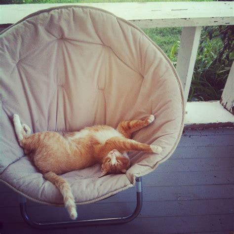 porch cat | Cats, Science nature, Hanging chair
