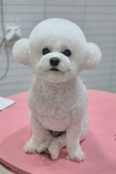 15 Bichon Frise Haircut Styles (With Pictures!)
