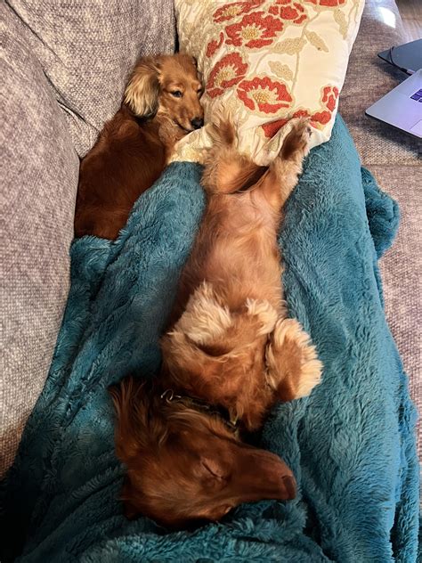 Peak dachshund form : r/Dachshund
