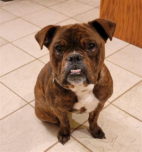 bulldog financial