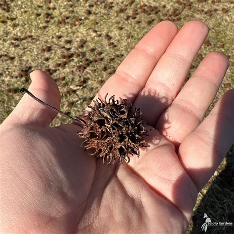 Liquidambar Styraciflua Fruit Liquidambar Styraciflua Fruit 1 | One