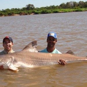 16 Best Piraiba catfish (brachyplatystoma filamentosum) images | Catfish, River monsters, Fish