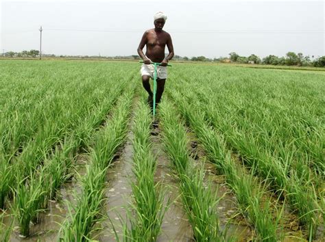 Native Rice Varieties Are Back In Tamil Nadu - Twav baby