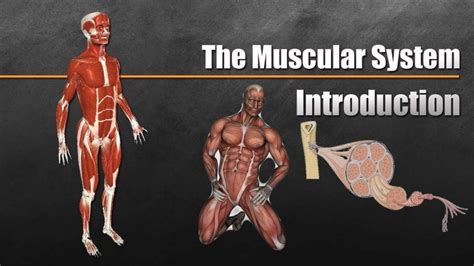 Muscular System Anatomy • Bodybuilding Wizard