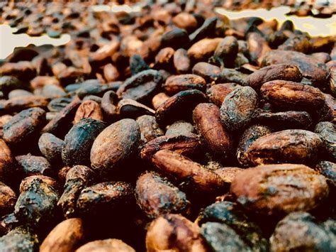 Drying cocoa bean seeds in Costa Rica. | Bean seeds, Cocoa seeds, Beans