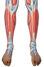 anterior inferior quiz  diagram quizlet