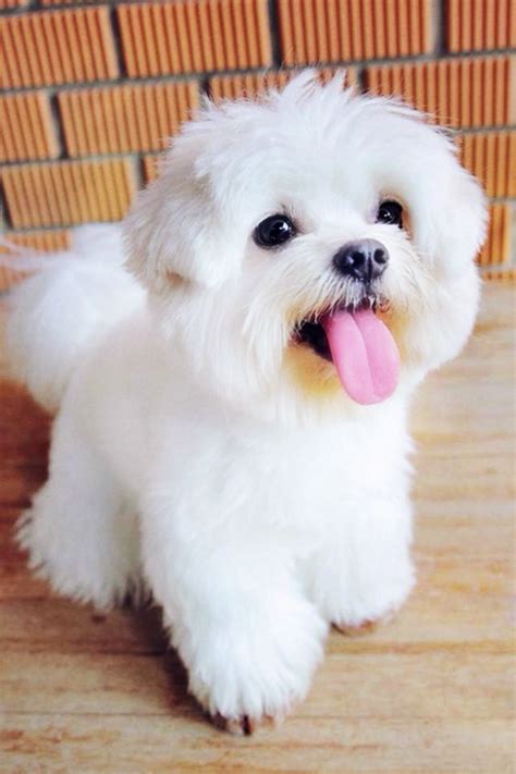 Maltese Terrier Köpek Cinsi Özellikleri, Bakımı ve Tarihçesi - Nettepet.com