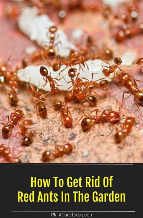 5 Simple Steps To Ant-Proof Your Sanctuary