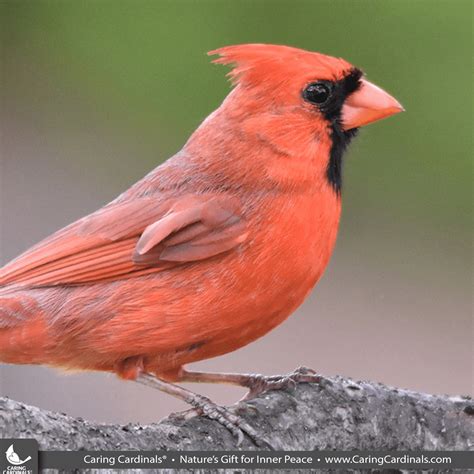 The Spiritual Meaning of Two Red Cardinals: Symbolism and Messages ...