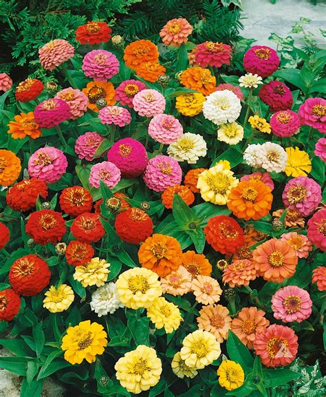 Zinnia – mix – Urban Seedling