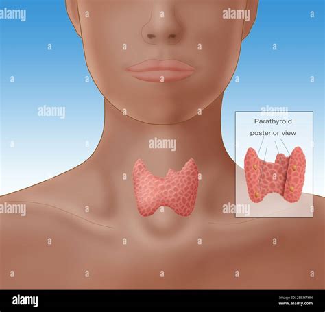 Illustration showing location thyroid gland hi-res stock photography ...