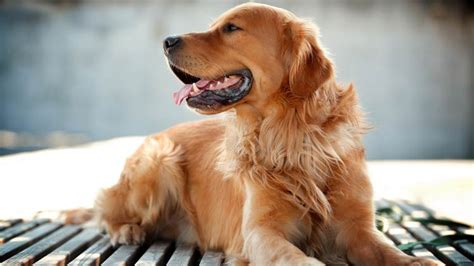 10 Myths About Dogs That Every Dog Owner Must Know | DinoAnimals.com