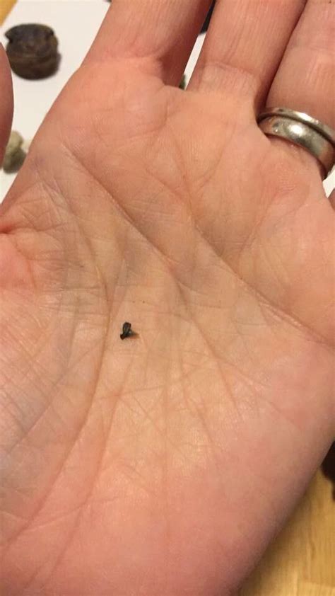 Smallest Shark In The World Ever Caught