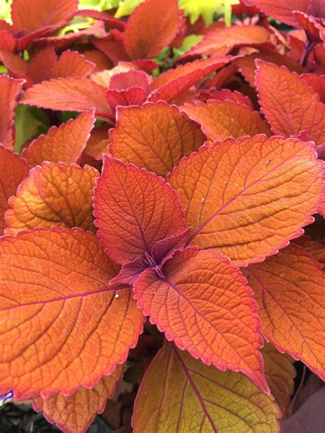 Coleus varieties 35 different types of coleus cultivars – Artofit