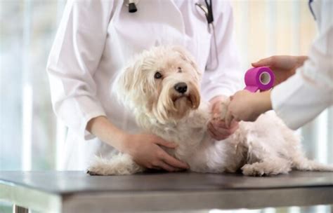 Importance of Animal Care services For Pets - Tx Wellness